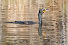 CormorantFloating-119.jpg