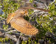 OwlFlight-116.jpg