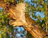 OwlFlight-117.jpg