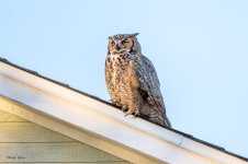 OwlPerchedHouse-120.jpg