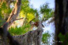 DSC_1598-topaz-rawdenoise.jpg