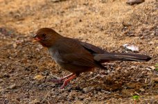ROY_0390.JPG