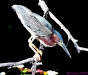 DSC_8882_001.JPG