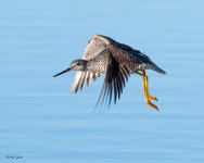GreaterYLFlight-123.jpg
