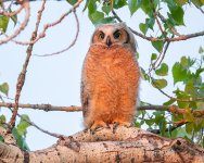 OwletBranched-125.jpg