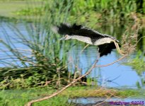 DSC_8910_001.JPG