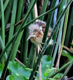 DSC_8984_001.JPG