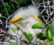 DSC_9038_001.JPG