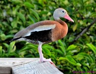 DSC_9045_001.JPG