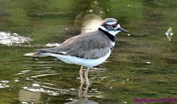 DSC_9126_001.JPG