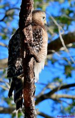 DSC_9217_001.JPG