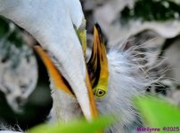 DSC_9267_001.JPG