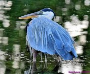 DSC_9362_001.JPG