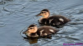 DSC_9393_001.JPG