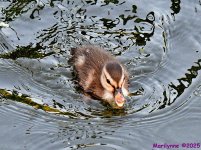 DSC_9395_001.JPG