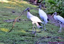 DSC_9426_001.JPG