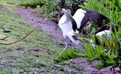 DSC_9432_001.JPG