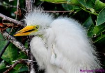 DSC_9486_001.JPG