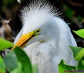 DSC_9490_001.JPG