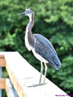 DSC_9497_001.JPG