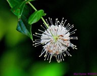 DSC_9505_001.JPG