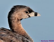 DSC_9541_001.JPG