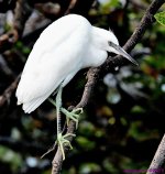 DSC_9553_001.JPG
