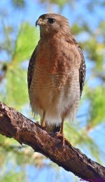 DSC_9587_001.JPG