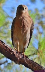 DSC_9590_001.JPG