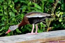 DSC_9607_001.JPG