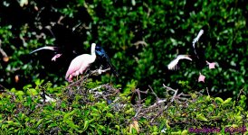 DSC_9618_001.JPG