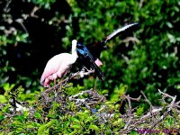 DSC_9619_001.JPG