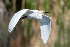 SnowyFlight-131.jpg