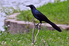 560_0007R_L_cr.jpg