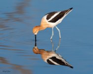 AvocetReflect-133.jpg