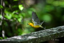DSC_4294-topaz-denoise.jpg