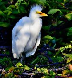 DSC_9746_001.JPG