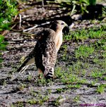 DSC_9761_001.JPG