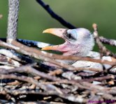 DSC_9813_001.JPG
