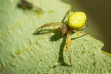 Cucumber_Spider.jpg