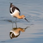 AvocetBug-136.jpg