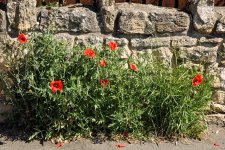 Poppies.jpg