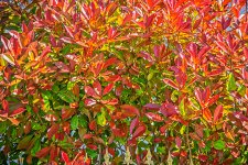 Photinia Leaves.jpg