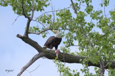 Eagle dinner sm.jpg