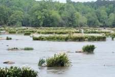 2025-05-16 002 Catawba SC Landsford Canal State Park - for upload.jpg