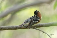 Baybrested warbler 2 sm.jpg