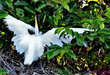 DSC_9877_001.JPG
