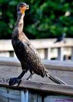 DSC_0006_001.JPG