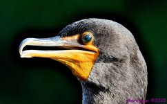 DSC_0010_001.JPG