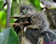 DSC_0031_001.JPG